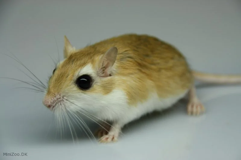 Ægyptisk Ørkenrotte (Gerbillus Gerbillus)